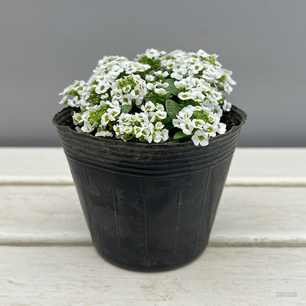 スイートアリッサム：クリアクリスタル ホワイト3-3.5号ポット*
