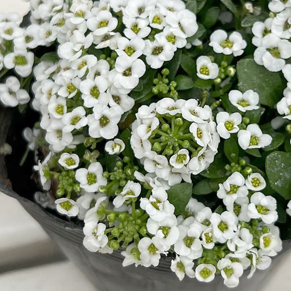 スイートアリッサム：クリアクリスタル ホワイト3-3.5号ポット*