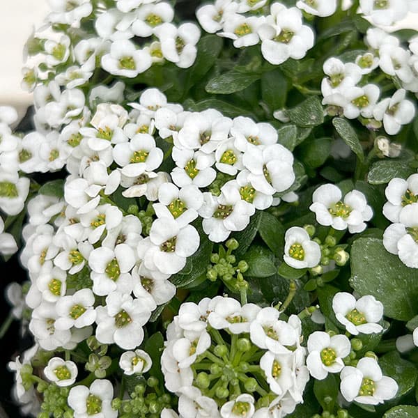 スイートアリッサム：クリアクリスタル ホワイト3-3.5号ポット*