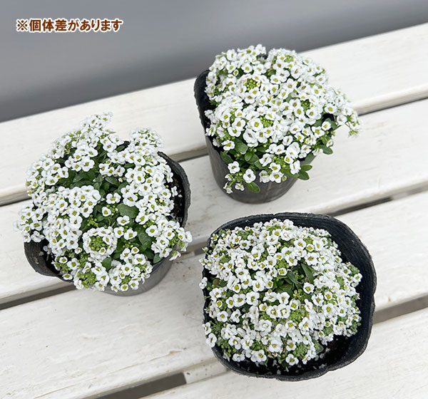 スイートアリッサム：クリアクリスタル ホワイト3-3.5号ポット*