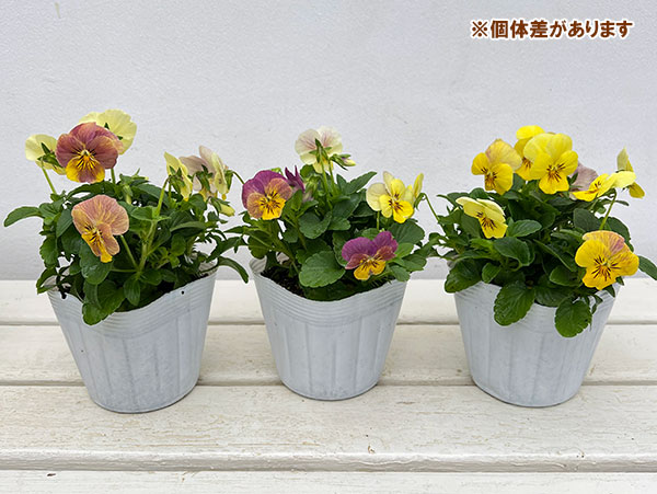 ビオラ：ななちゃんビオラ3.5号ポット