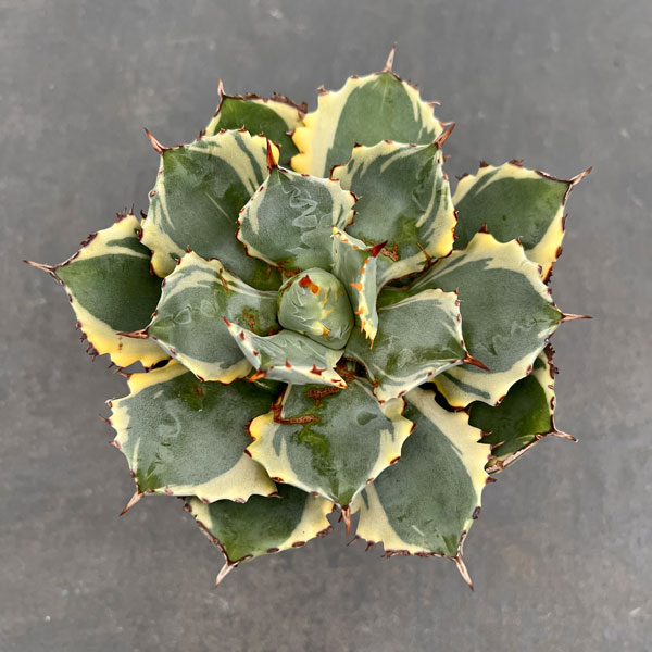 アガベ：兜蟹錦（カブトガニニシキ）　3号鉢植え24-01