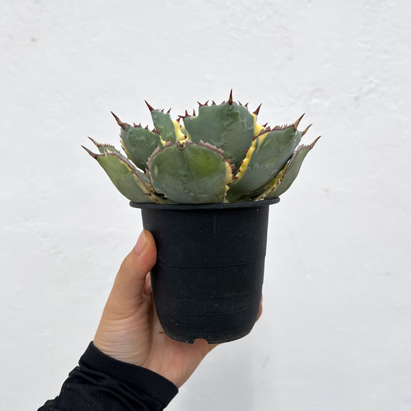 園芸ネット本店｜アガベ：兜蟹錦（カブトガニニシキ） 3号鉢植え24-02
