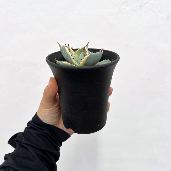 アガベ：兜蟹錦（カブトガニニシキ）　3号鉢植え