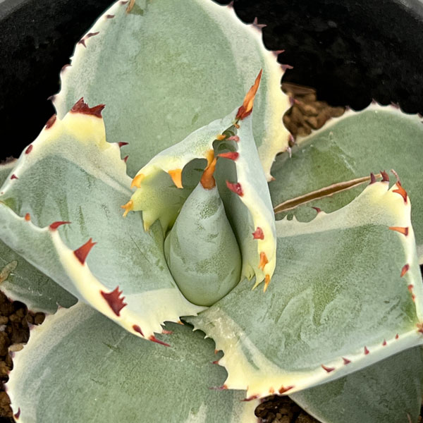 園芸ネット本店｜アガベ：兜蟹錦（カブトガニニシキ） 3号鉢植え の