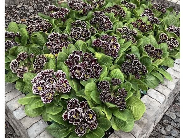 プリムラ　ジュリアン：ロイヤルパープルエッジ3号ポット