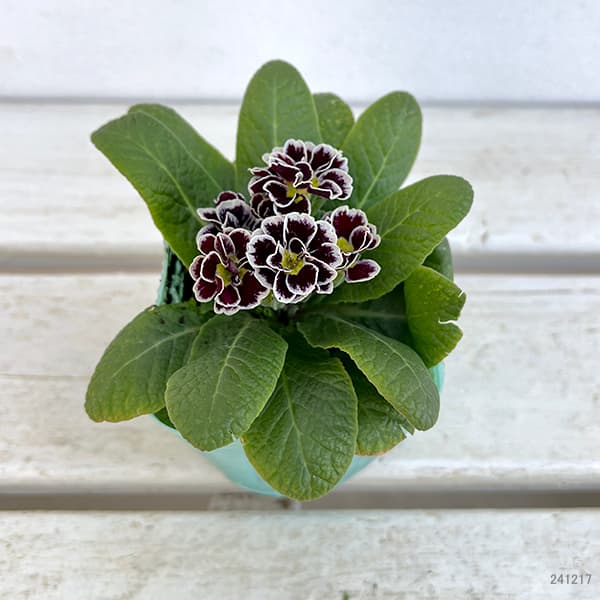 プリムラ　ジュリアン：ロイヤルパープルエッジ3号ポット