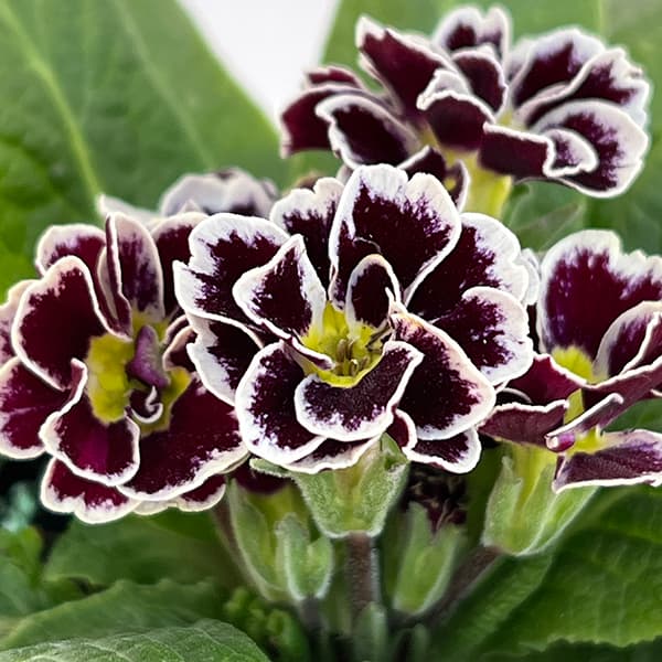 プリムラ　ジュリアン：ロイヤルパープルエッジ3号ポット