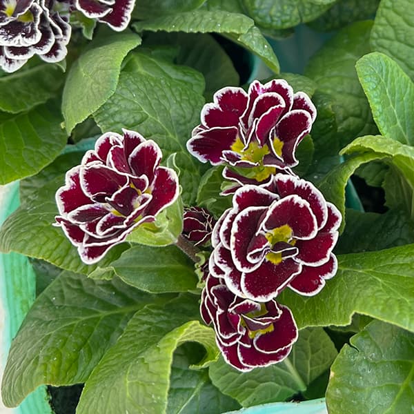 プリムラ　ジュリアン：ロイヤルパープルエッジ3号ポット