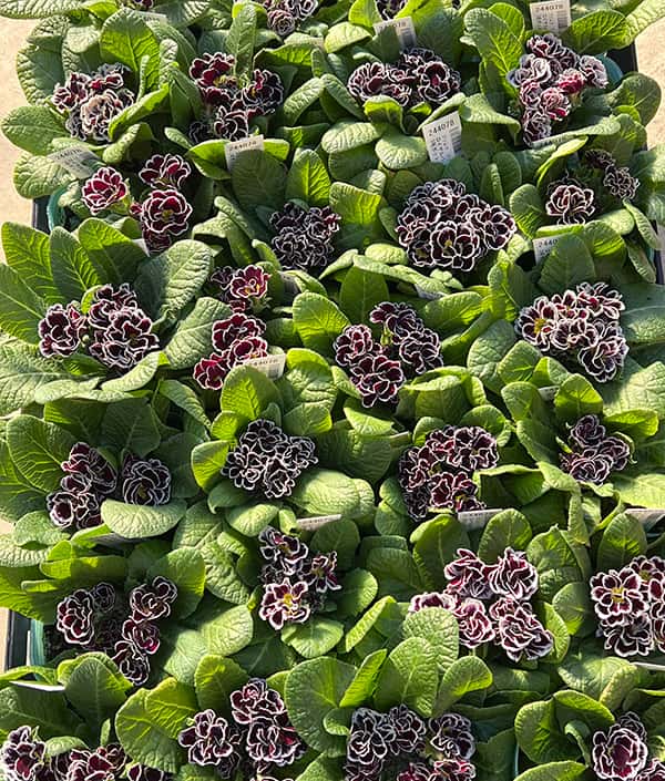 プリムラ　ジュリアン：ロイヤルパープルエッジ3号ポット