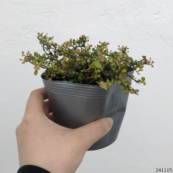 ワイヤープランツ:ゴールデンガール3.5号ポット