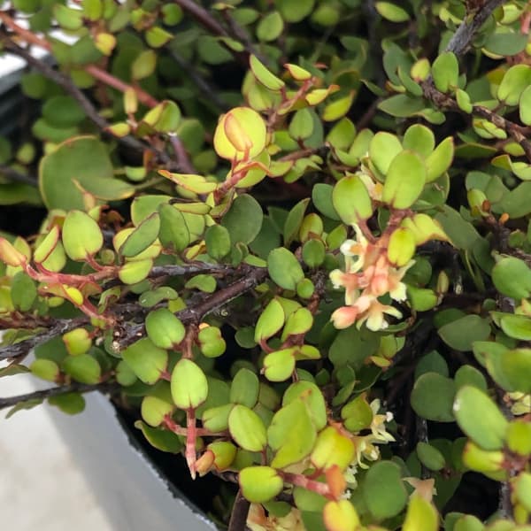 ワイヤープランツ:ゴールデンガール3.5号ポット