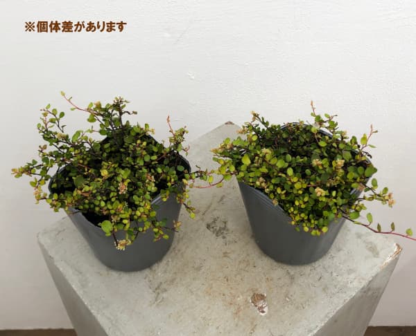 ワイヤープランツ:ゴールデンガール3.5号ポット