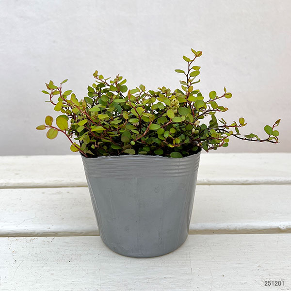 ワイヤープランツ：ゴールデンガール3.5号ポット