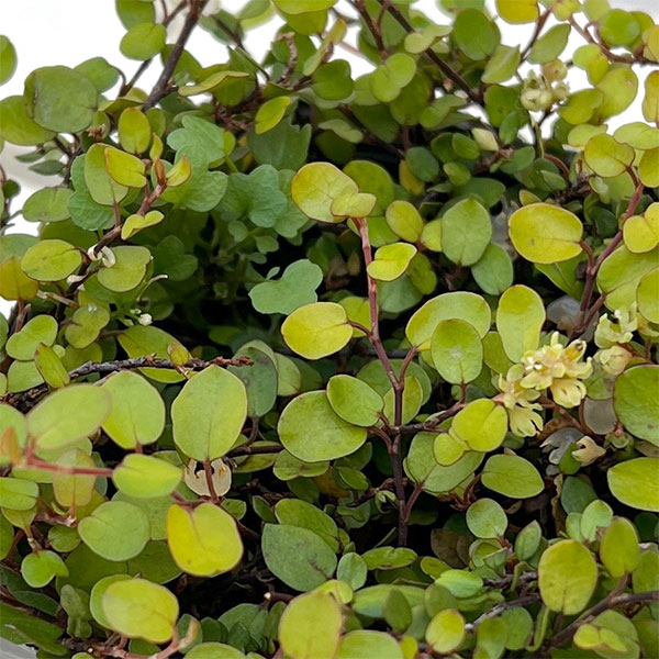 ワイヤープランツ：ゴールデンガール3.5号ポット