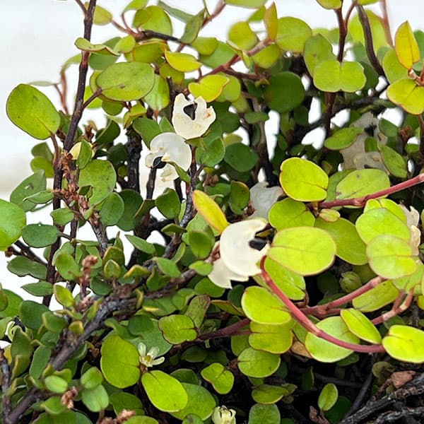 ワイヤープランツ：ゴールデンガール3.5号ポット