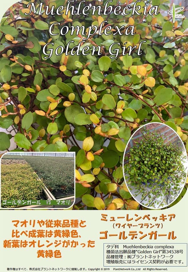 ワイヤープランツ：ゴールデンガール3.5号ポット