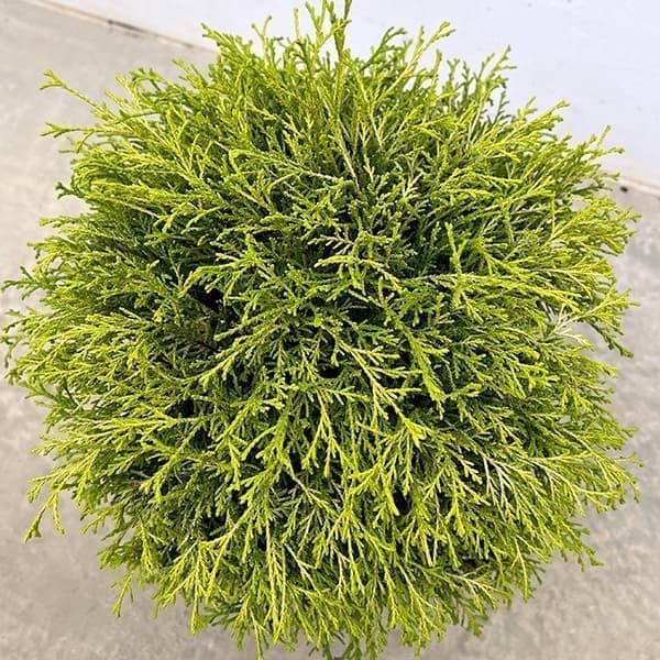 サワラ(イトヒバ):ゴールデンモップ 玉仕立て 7号鉢植え