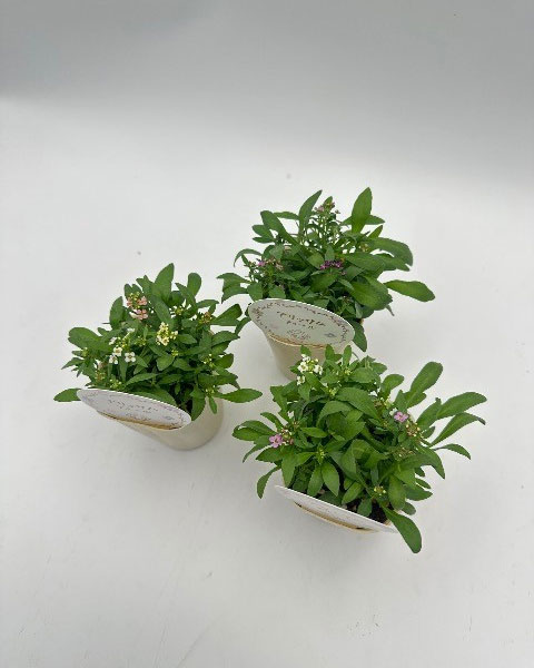 アリッサム：アルール花色ミックス植え2.5号ポット