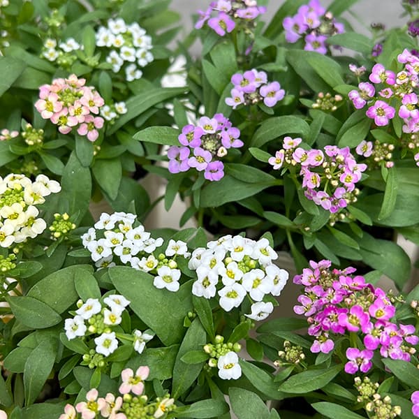 アリッサム：アルール花色ミックス植え2.5号ポット