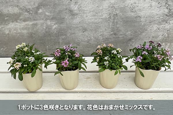アリッサム：アルール花色ミックス植え2.5号ポット