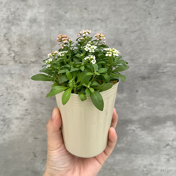 アリッサム：アルール花色ミックス植え2.5号ポット
