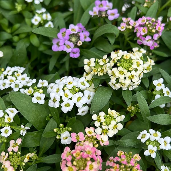 アリッサム：アルール花色ミックス植え2.5号ポット