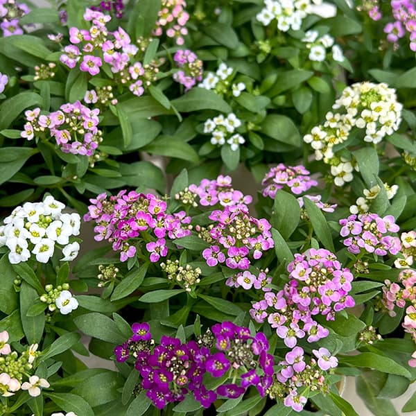 アリッサム：アルール花色ミックス植え2.5号ポット