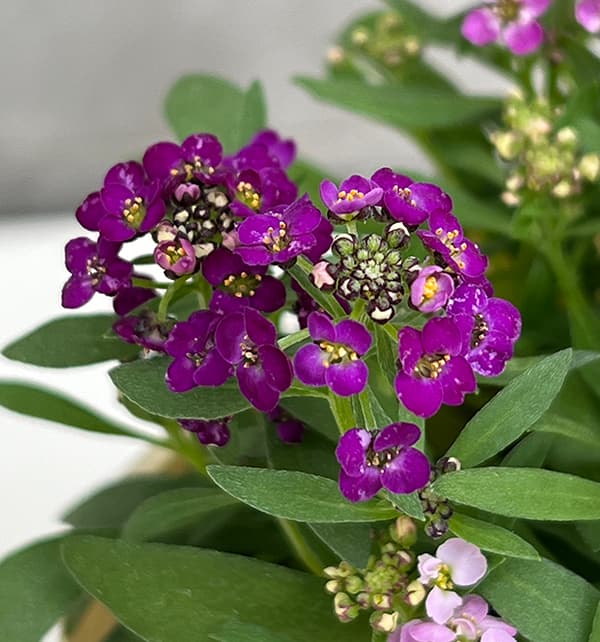 アリッサム：アルール花色ミックス植え2.5号ポット