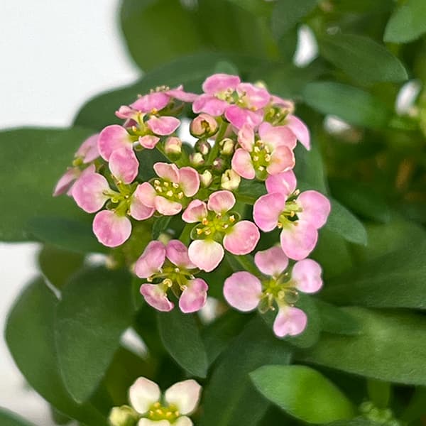 アリッサム：アルール花色ミックス植え2.5号ポット
