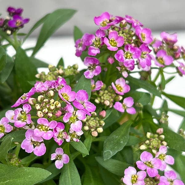 アリッサム：アルール花色ミックス植え2.5号ポット