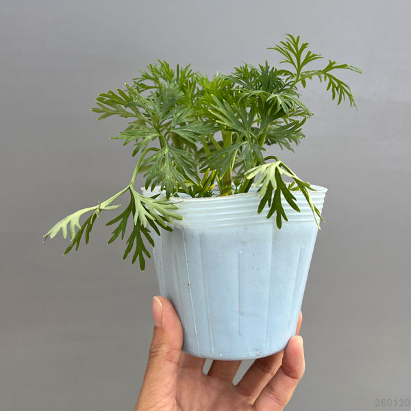 チドリソウ(千鳥草・ラークスパー):ミスティ―ラベンダー3.5号ポット