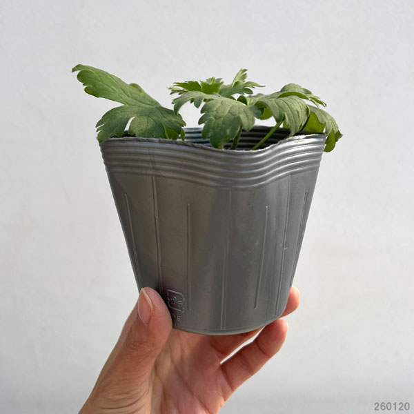 デルフィニウム：パーシヴァル3.5号ポット