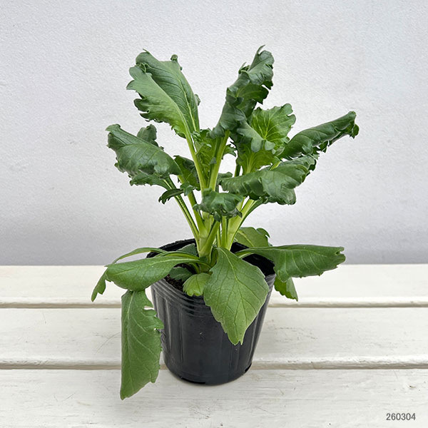 スカビオサ：ブラックナイト3-3.5号ポット