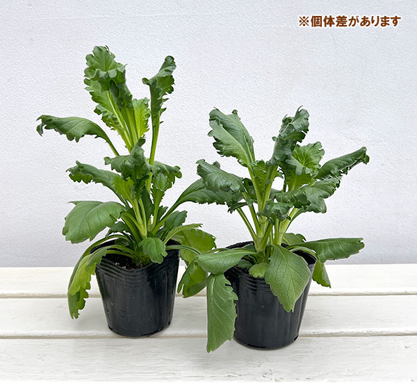 スカビオサ：ブラックナイト3-3.5号ポット