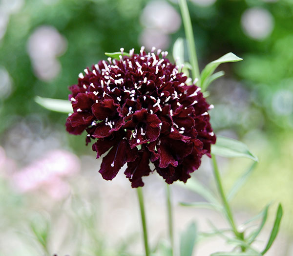 スカビオサ：ブラックナイト3-3.5号ポット