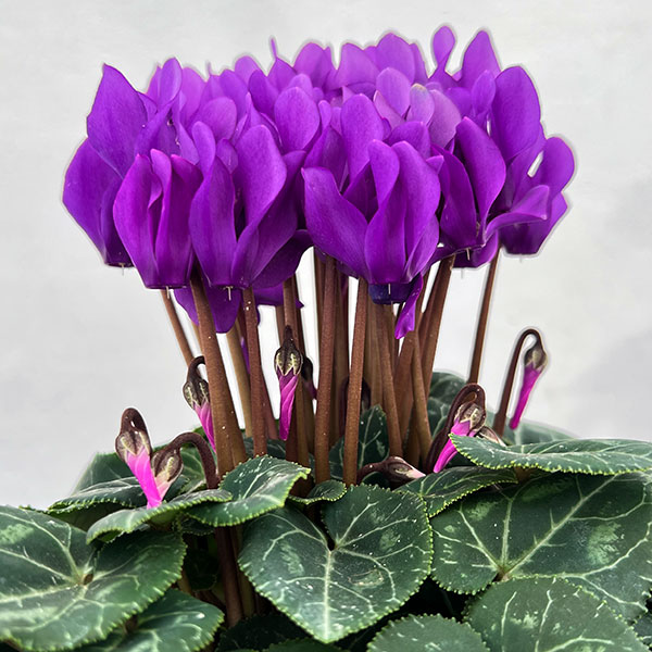 シクラメン：ドラゴン　ディープブルー4号鉢植え