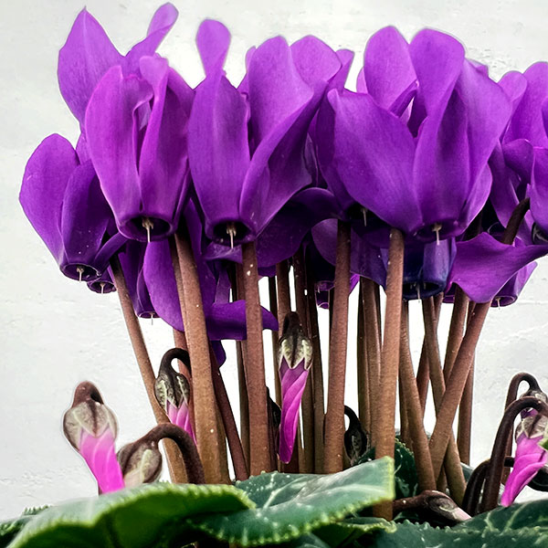 シクラメン：ドラゴン　ディープブルー4号鉢植え