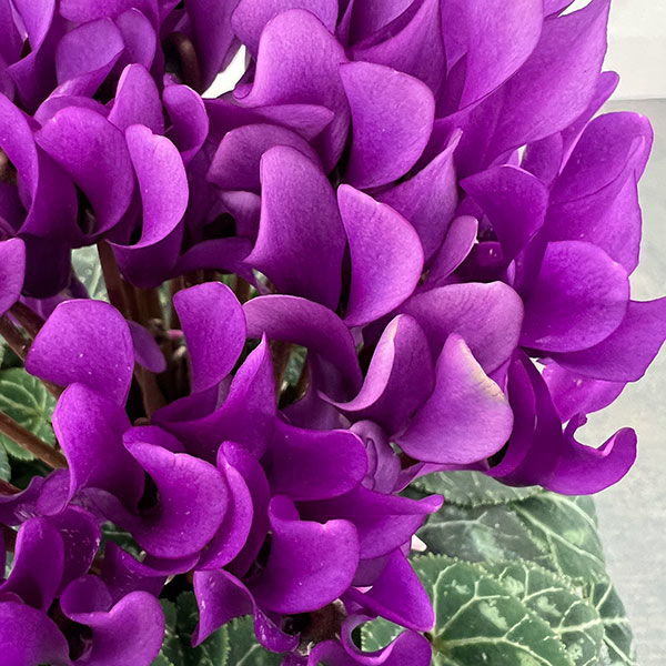 シクラメン：ドラゴン　ディープブルー4号鉢植え