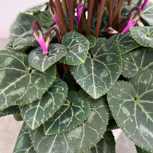 シクラメン：ドラゴン　ディープブルー4号鉢植え