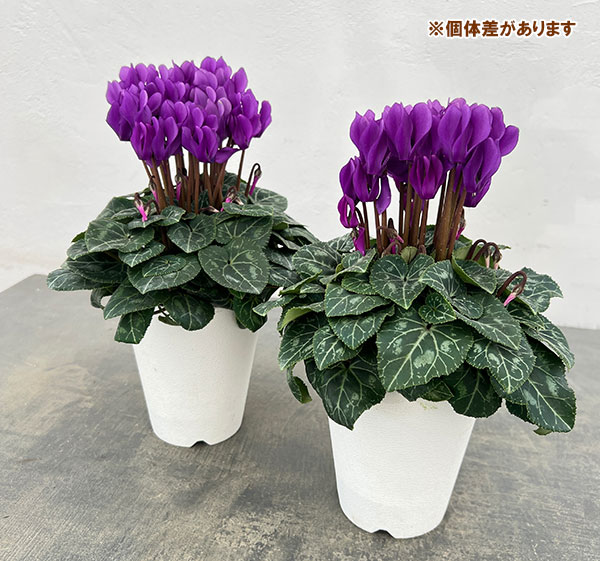 シクラメン：ドラゴン　ディープブルー4号鉢植え