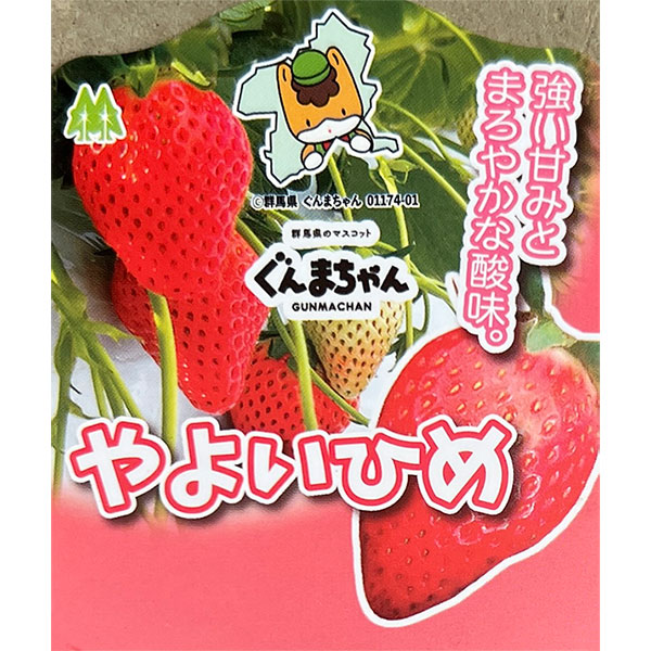 イチゴ（一季なり）：やよいひめ2.5号ポット