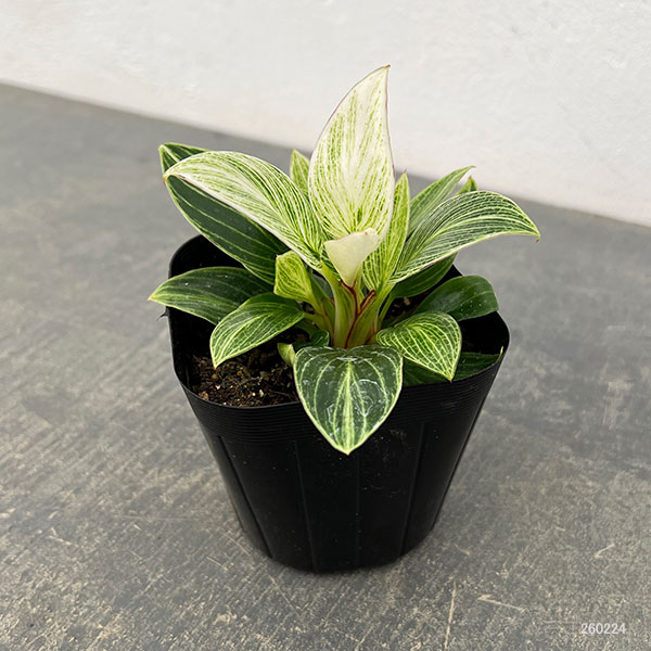 フィロデンドロン：バーキン　コンパクタ　3.5号ポット