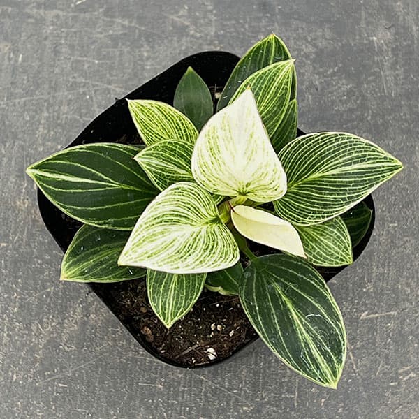 フィロデンドロン：バーキン　コンパクタ　3.5号ポット