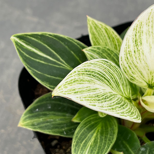 フィロデンドロン：バーキン　コンパクタ　3.5号ポット