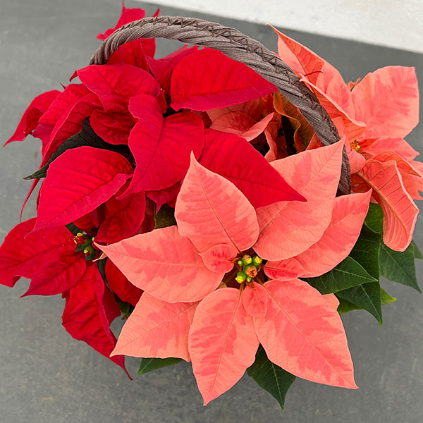 園芸ネット本店｜ポインセチア：2色植え（レッド＆ピンク）バスケット