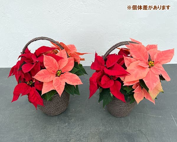 園芸ネット本店｜ポインセチア：2色植え（レッド＆ピンク）バスケット