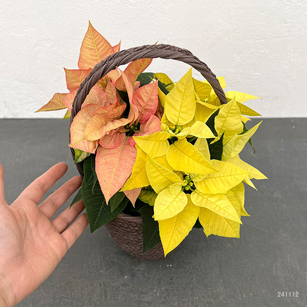 園芸ネット本店｜ポインセチア：2色植え（イエロー＆アプリコット