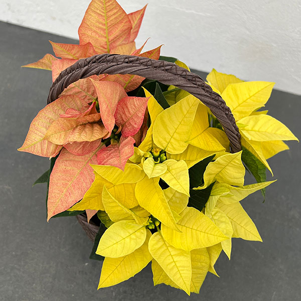 園芸ネット本店｜ポインセチア：2色植え（イエロー＆アプリコット