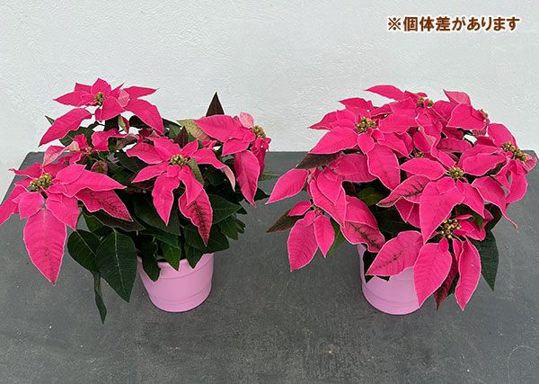 プリンセチア:ルージュ4号鉢植え*